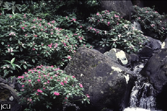 Impatiens walleriana