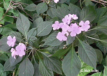 flowers close up