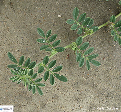 Image of Indigofera linnaei