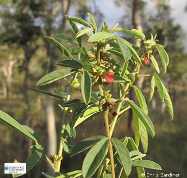 Image of Indigofera trifoliata
