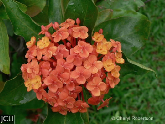 Ixora spp.