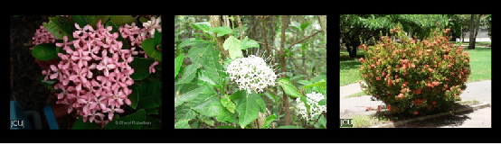 Ixora spp.