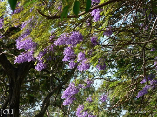 Jacaranda mimosifolia