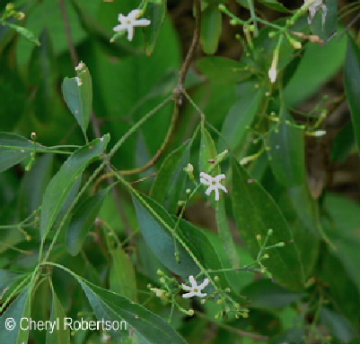 flowers on vine
