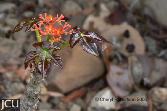 Jatropha podagrica