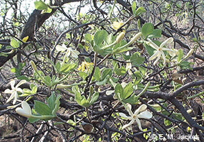 Image of flowers of native gardenia