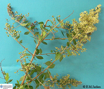 Lawsonia inermis image