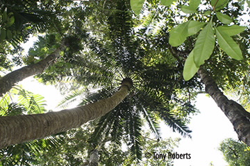 looking up