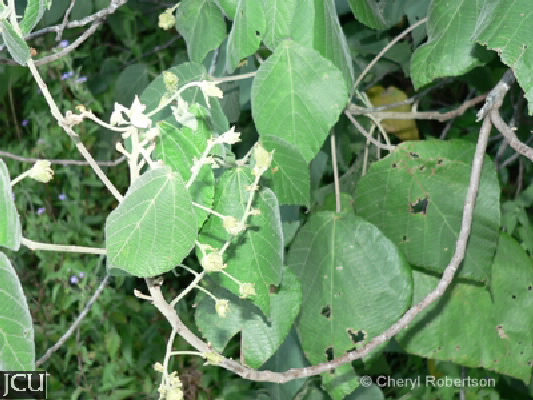 Macaranga involucrata