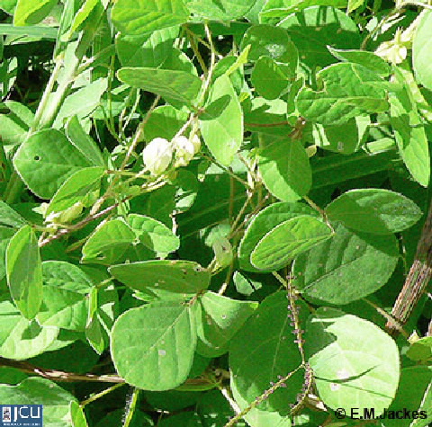 Image of Macrotyloma axillare
