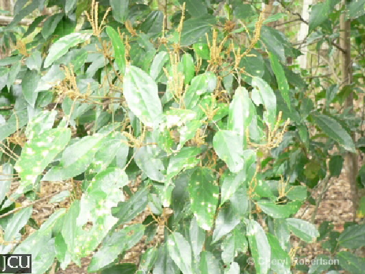 Mallotus philippensis