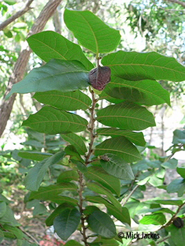 branchlet