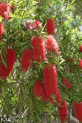 Callistemon spp.