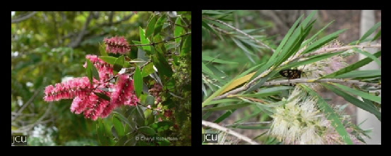 Callistemon / Melaleuca spp.