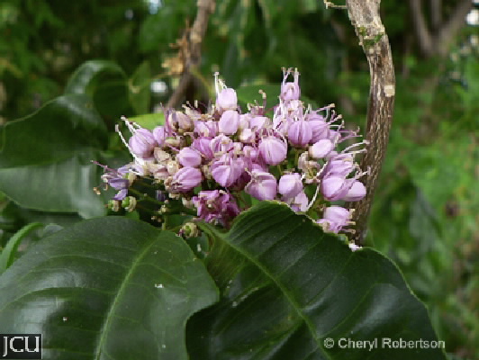 Melicope elleryana