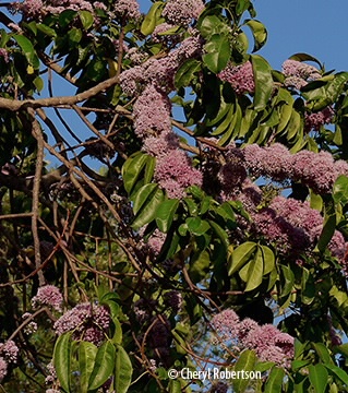 Tree in bloom