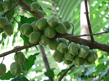 fruit clusters