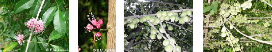 four M. rubra images