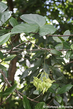 Image of Mucuna