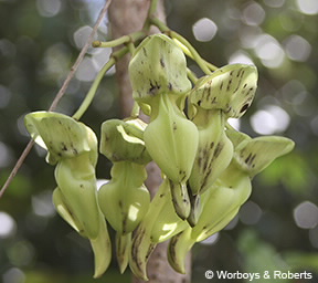Image of Mucuna flower