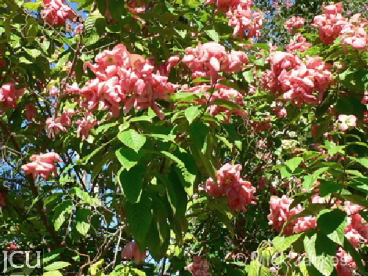 Mussaenda philippica