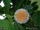 Nauclea orientalis