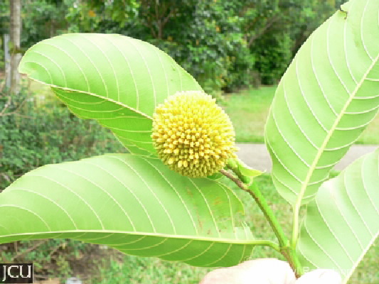 Neolamarckia cadamba