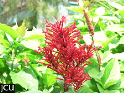 Odontonema strictum