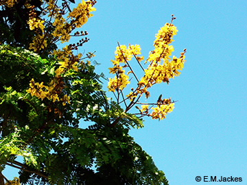 Image of Peltophorum flowers