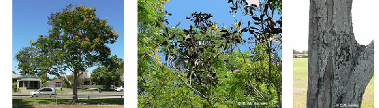 Images of Peltophorum