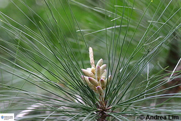 image of Pinus