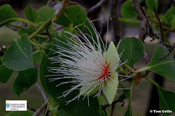 Image of Planchonia flower
