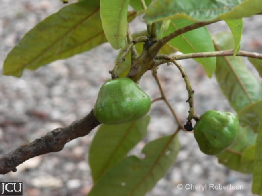 Pleiogynium timorense 