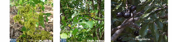 Images of Burdekin Plum flowers and mature fruit