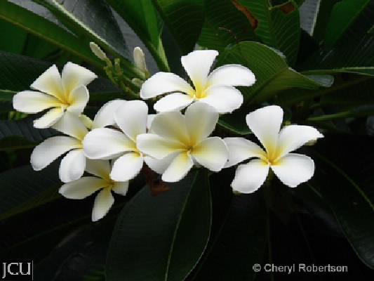 Plumeria obtusa