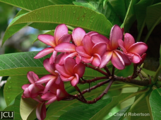 Image of Plumeria rubra