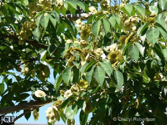 Pterocarpus indicus 
