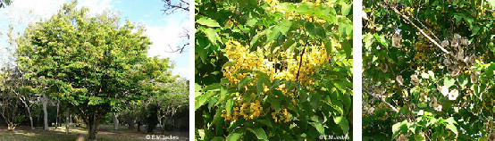 Images of Pterocarpus