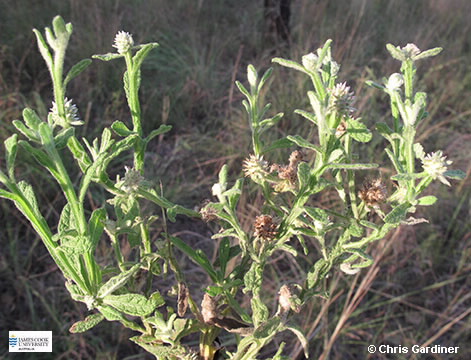 Image of Pterocaulon spacelatum