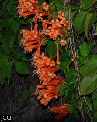 Pyrostegia ignea