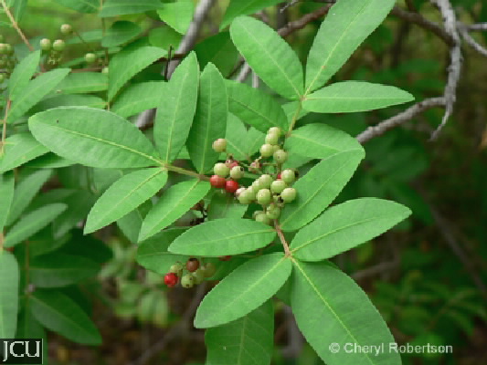 Schinus terebinthifolius 