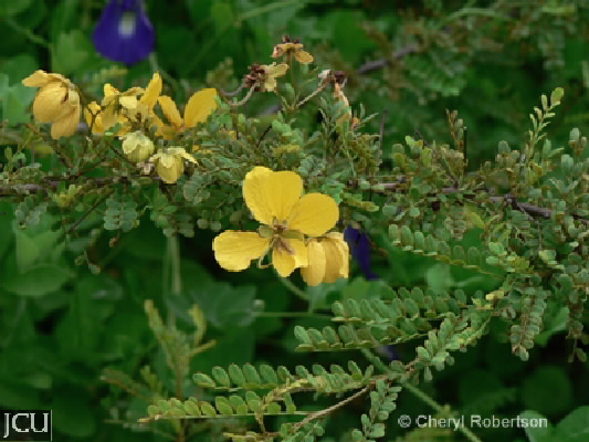 Cassia biflora