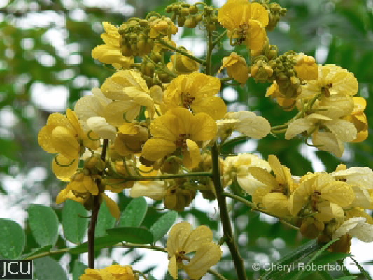 Senna spectabilis