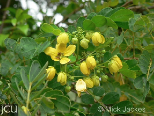 Senna surattensis