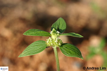 Image of Spermacocoe latifolia