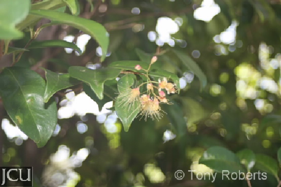 Syzygium australe 