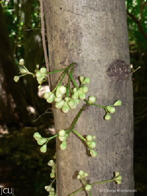 Syzygium cormiflorum