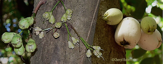 fruits at various stages