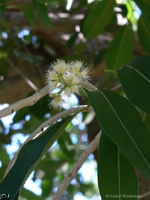 Syzygium cumini