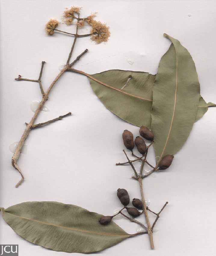 Syzygium cumini